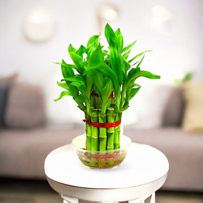 2 Layer Lucky Bamboo plant