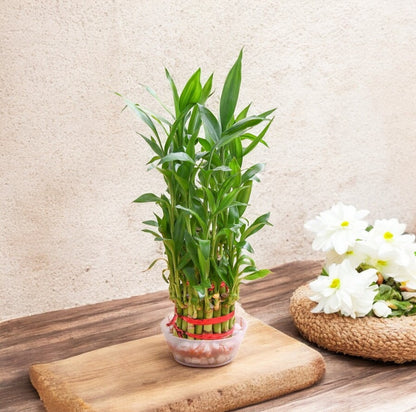 lucky bamboo layers Buy 3 Layer Lucky Bamboo online at best price