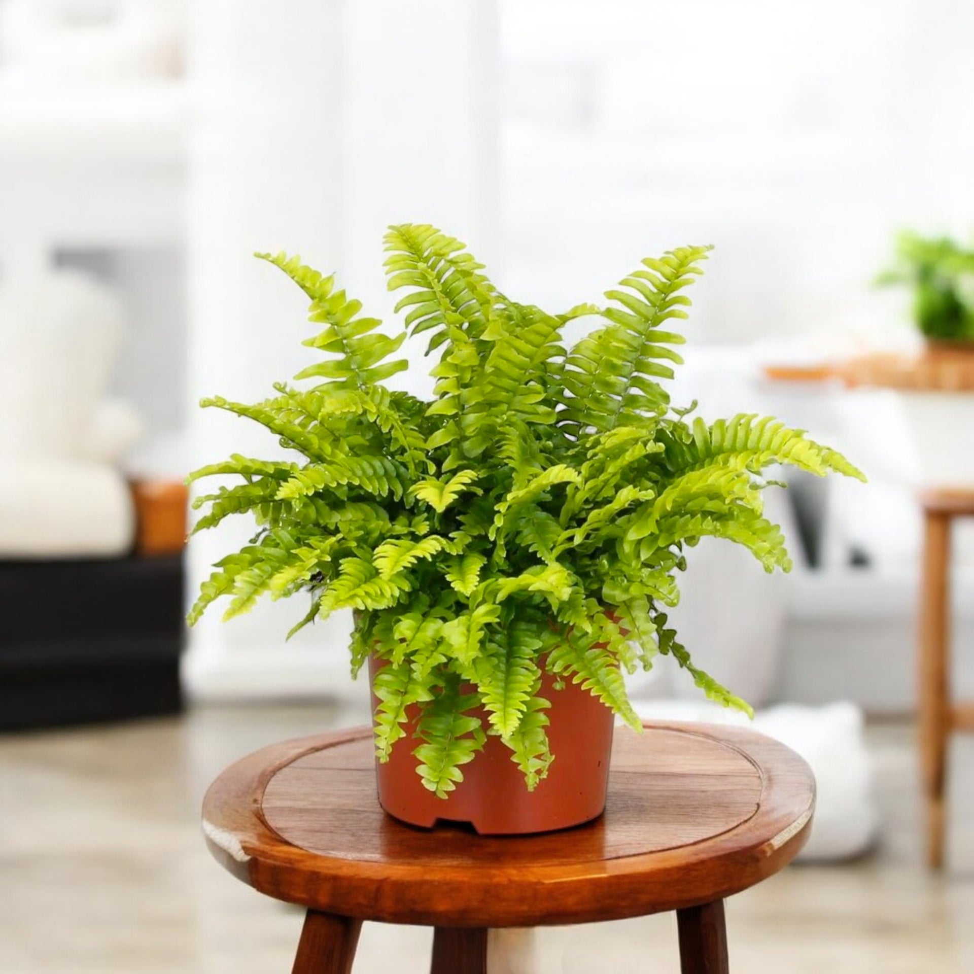 Buy Boston Fern Plant (golden) online at best price