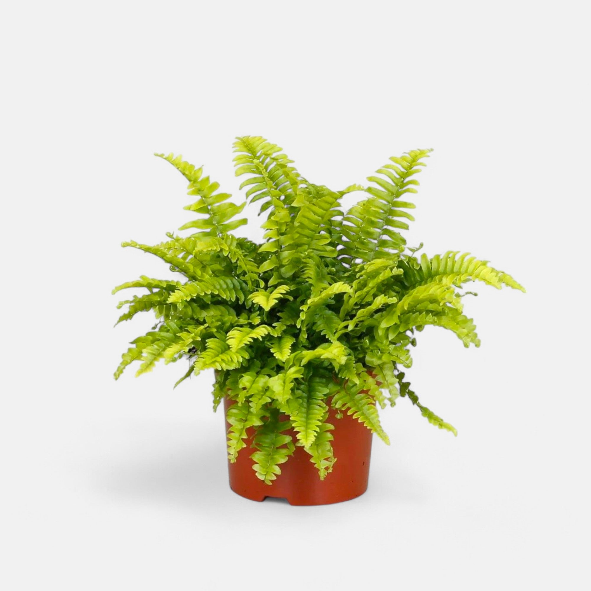 Boston Fern Plant