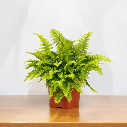 Boston Fern Plant