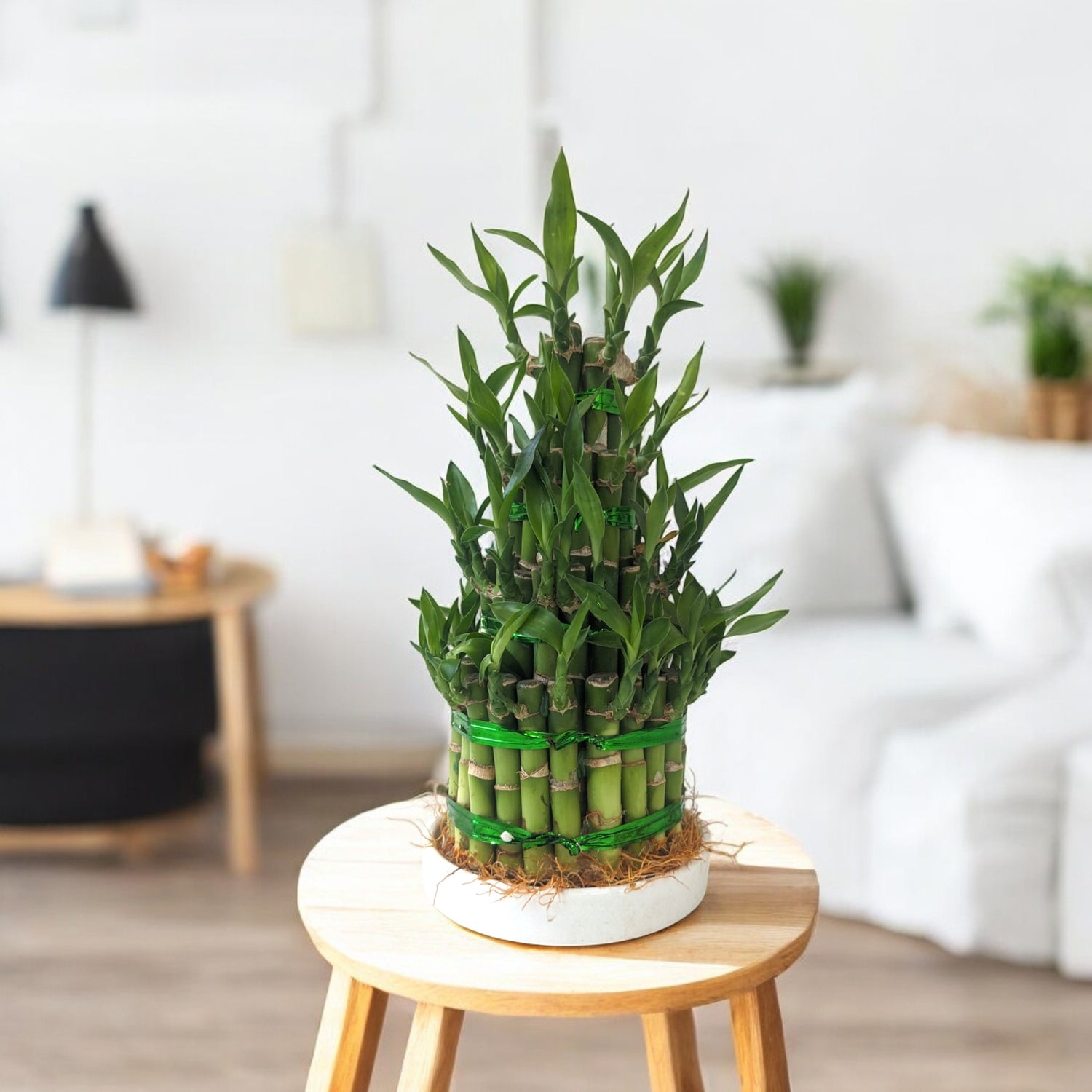 4 Layer Lucky Bamboo Plant