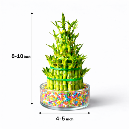 4 Layer Lucky Bamboo in Transparent Bowl