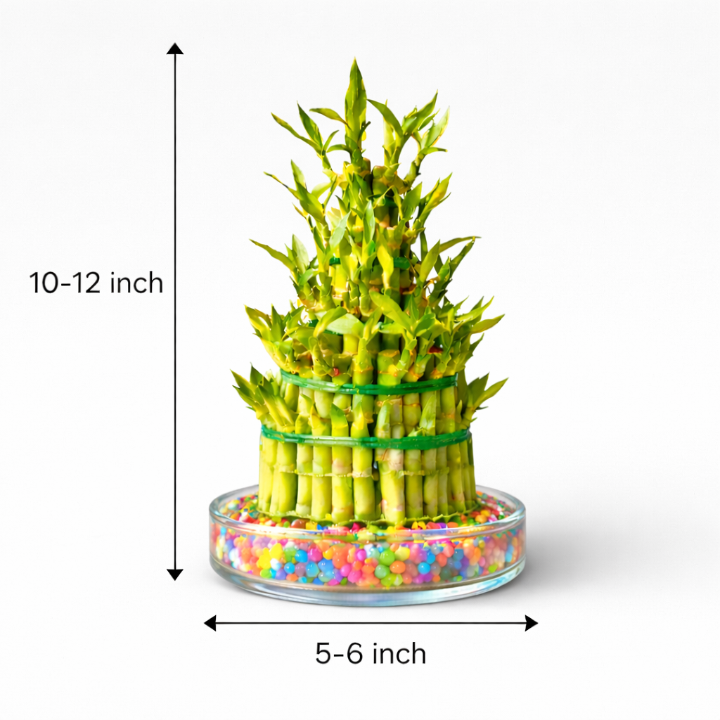 5 Layer Lucky Bamboo in Transparent Bowl