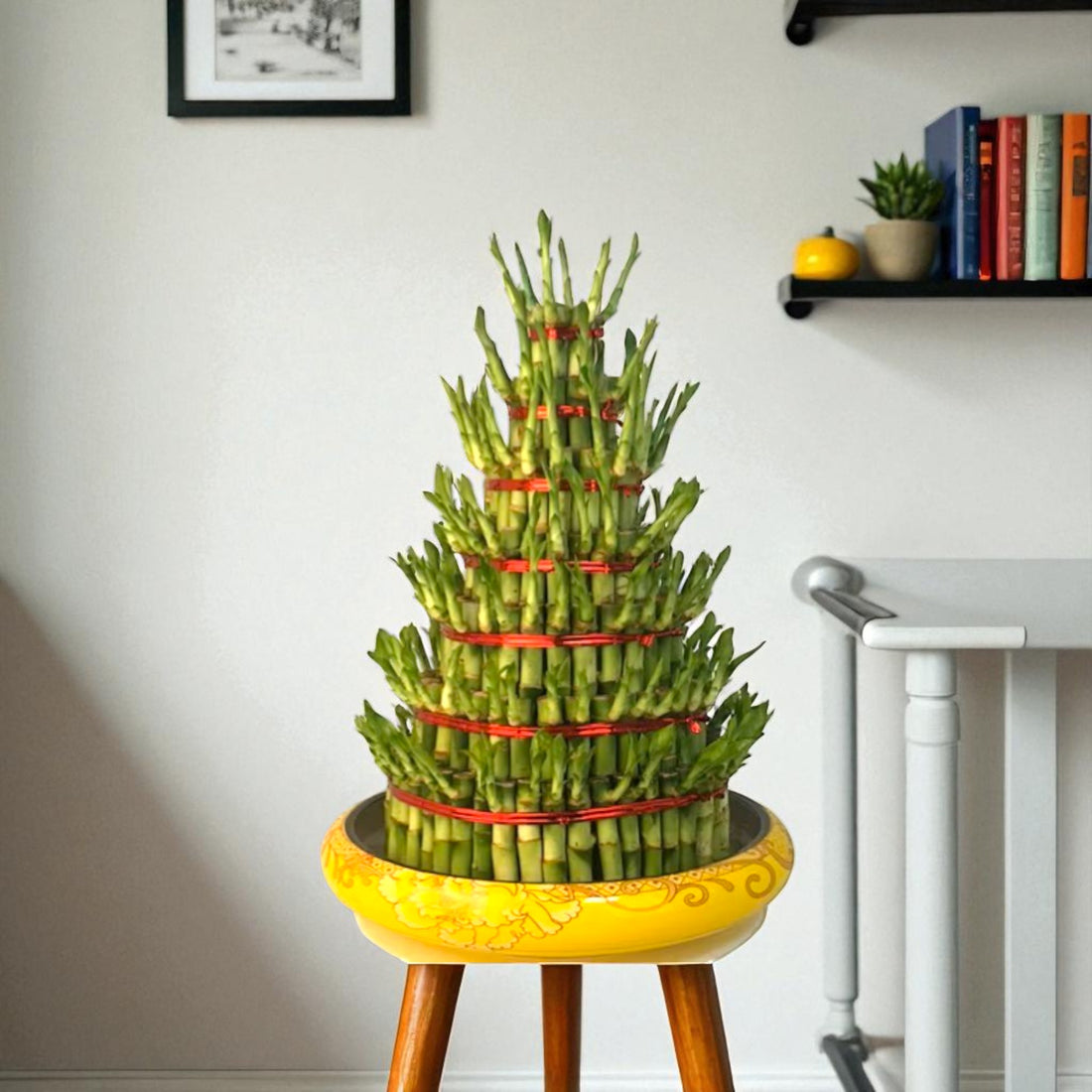 7 Layer Lucky Bamboo | Good Luck Plant
