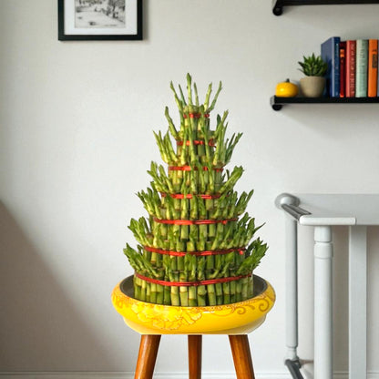 7 Layer Lucky Bamboo | Good Luck Plant