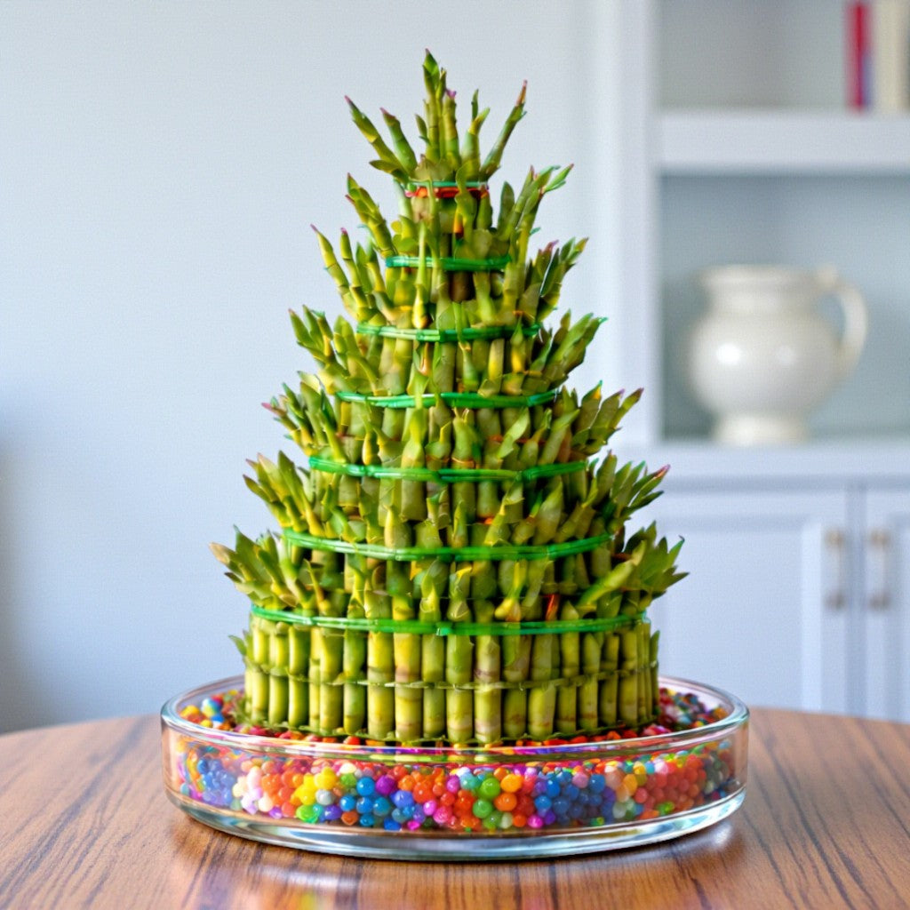 7 Layer Lucky Bamboo | Good Luck Plant