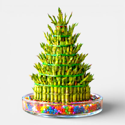 7 Layer Lucky Bamboo | Good Luck Plant