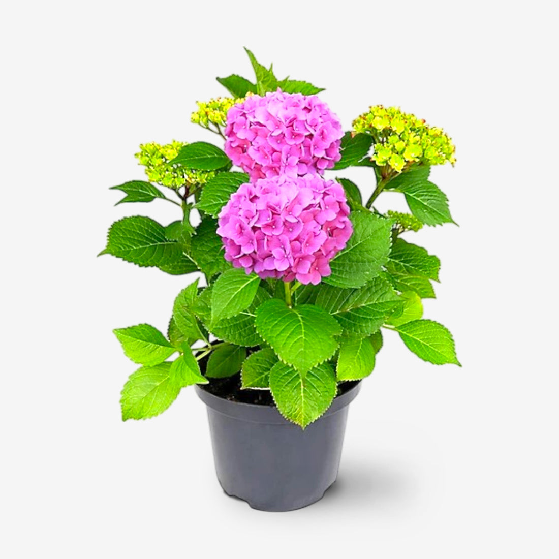 Hydrangea Plant (Pink) – Hybrid Variety