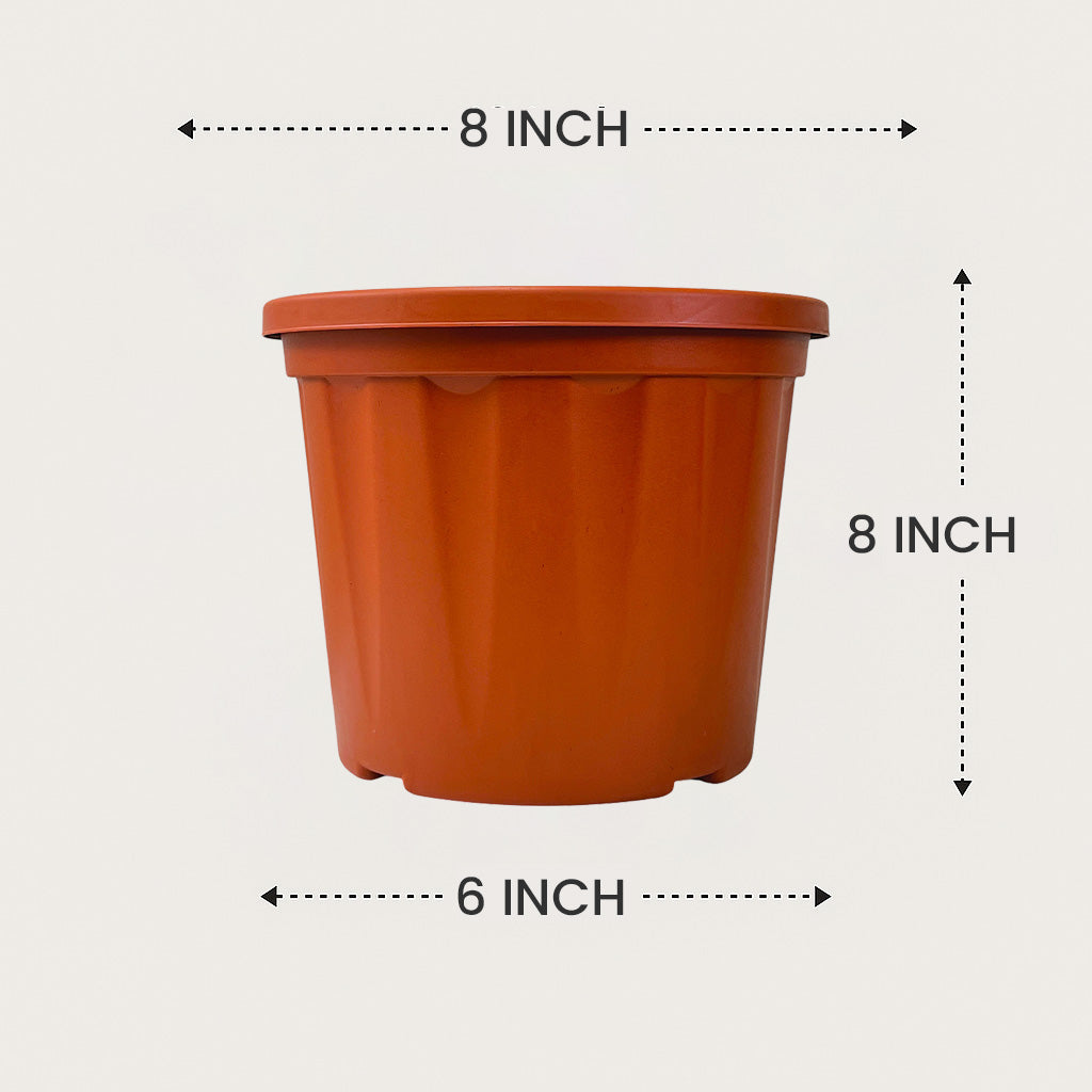 Blossom Pot 08&quot; | Pack of 20 | Heavy Duty Planter for Indoor-Outdoor Garden