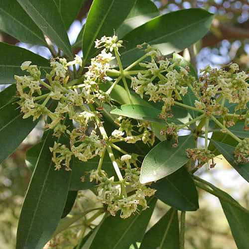 Saptaparni (Alstonia Scolaris) Plant