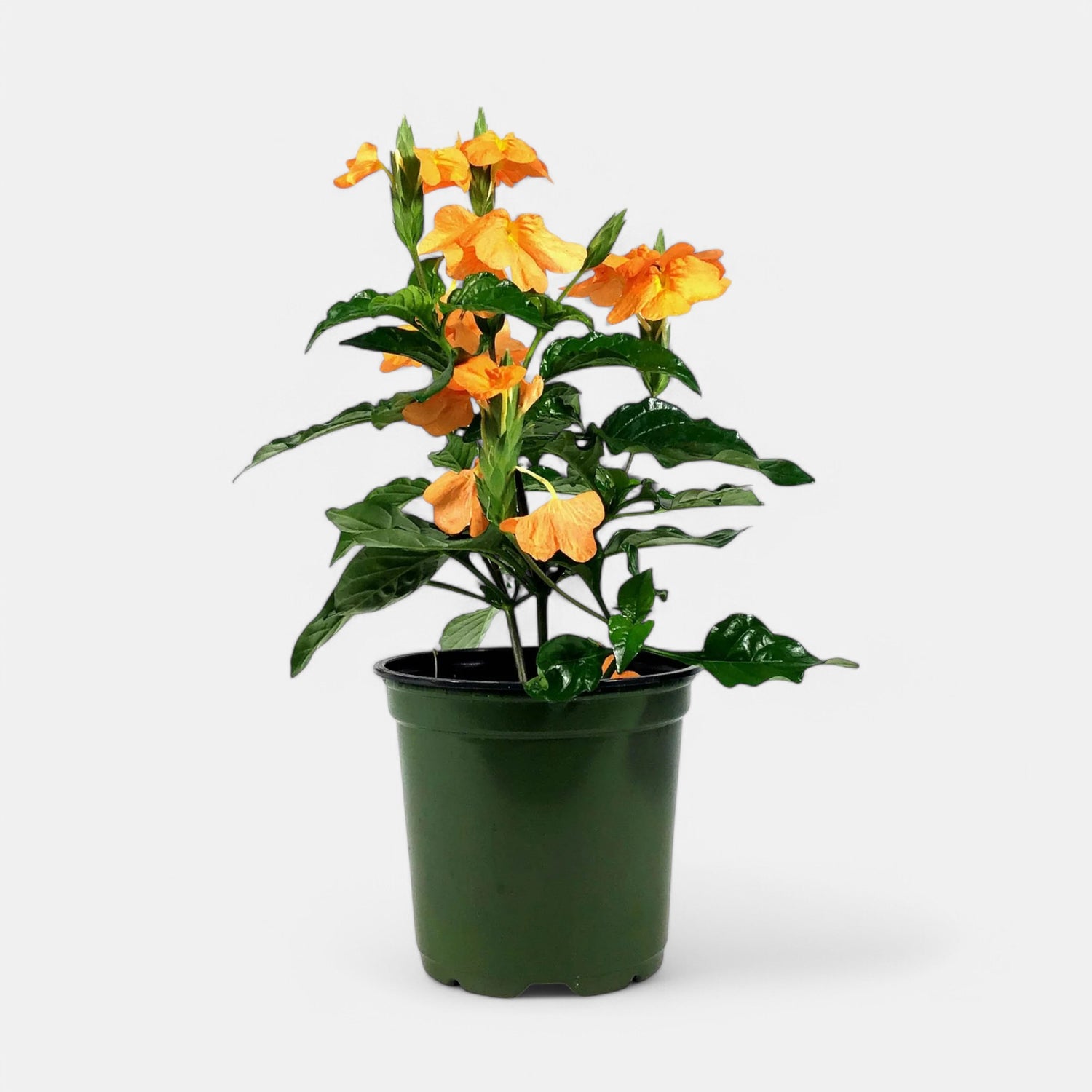 Aboli Plant - Firecracker Flower, Crossandra