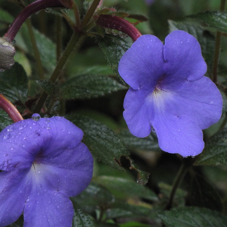 Achimenes Blue Bulbs (Pack of 5 Bulbs)