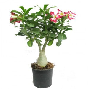 Adenium Pink (Grafted) - Adenium obesum, Desert Rose Plant