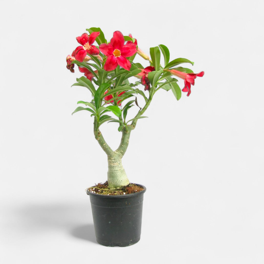 Adenium Red Grafted Plant | Bonsai-Like Outdoor Flower Plant