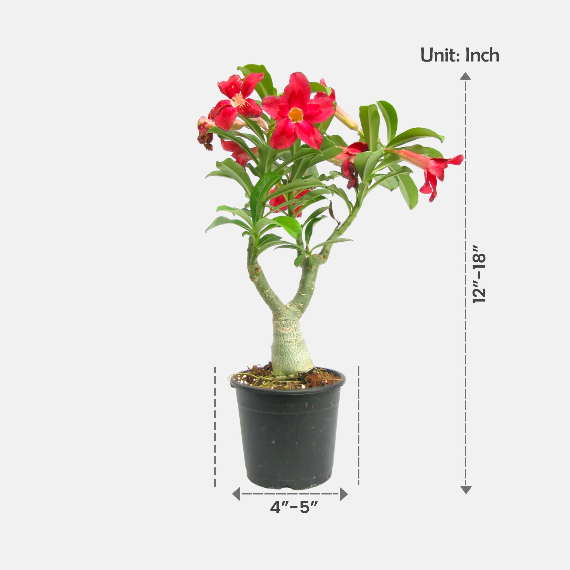 Adenium Red Grafted Plant | Bonsai-Like Outdoor Flower Plant