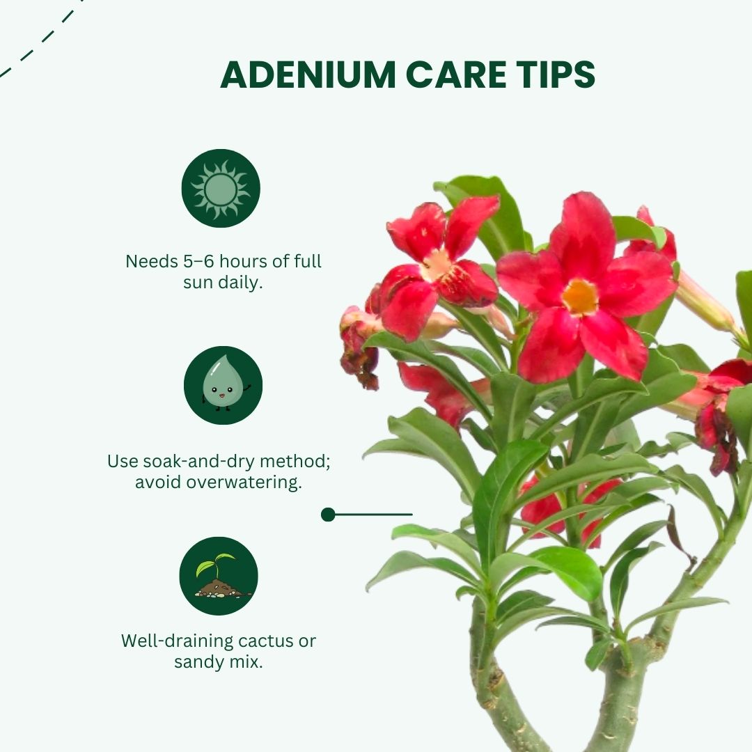 Adenium Red Grafted Plant | Bonsai-Like Outdoor Flower Plant