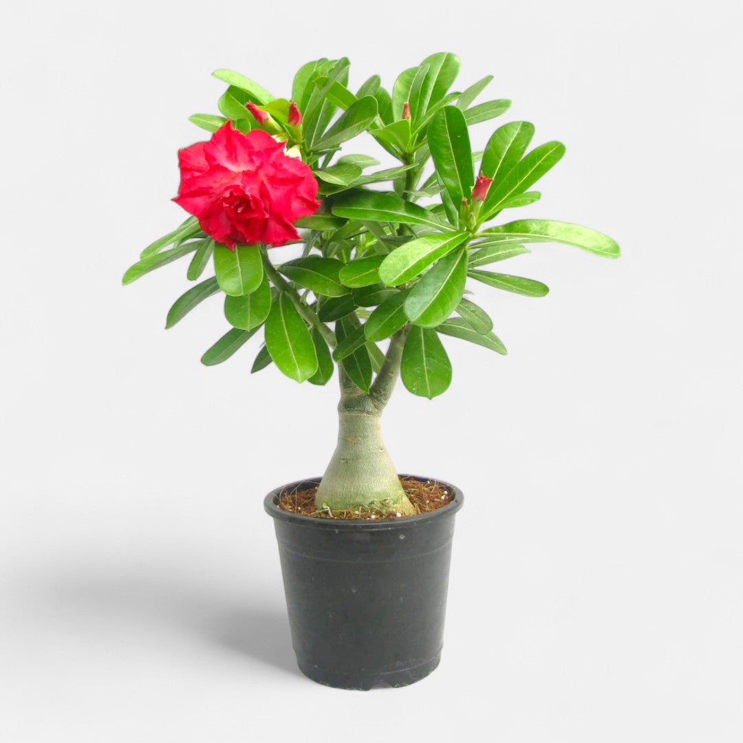 Adenium Red Double Petal Plant | Bonsai-Like Outdoor Flower Plant
