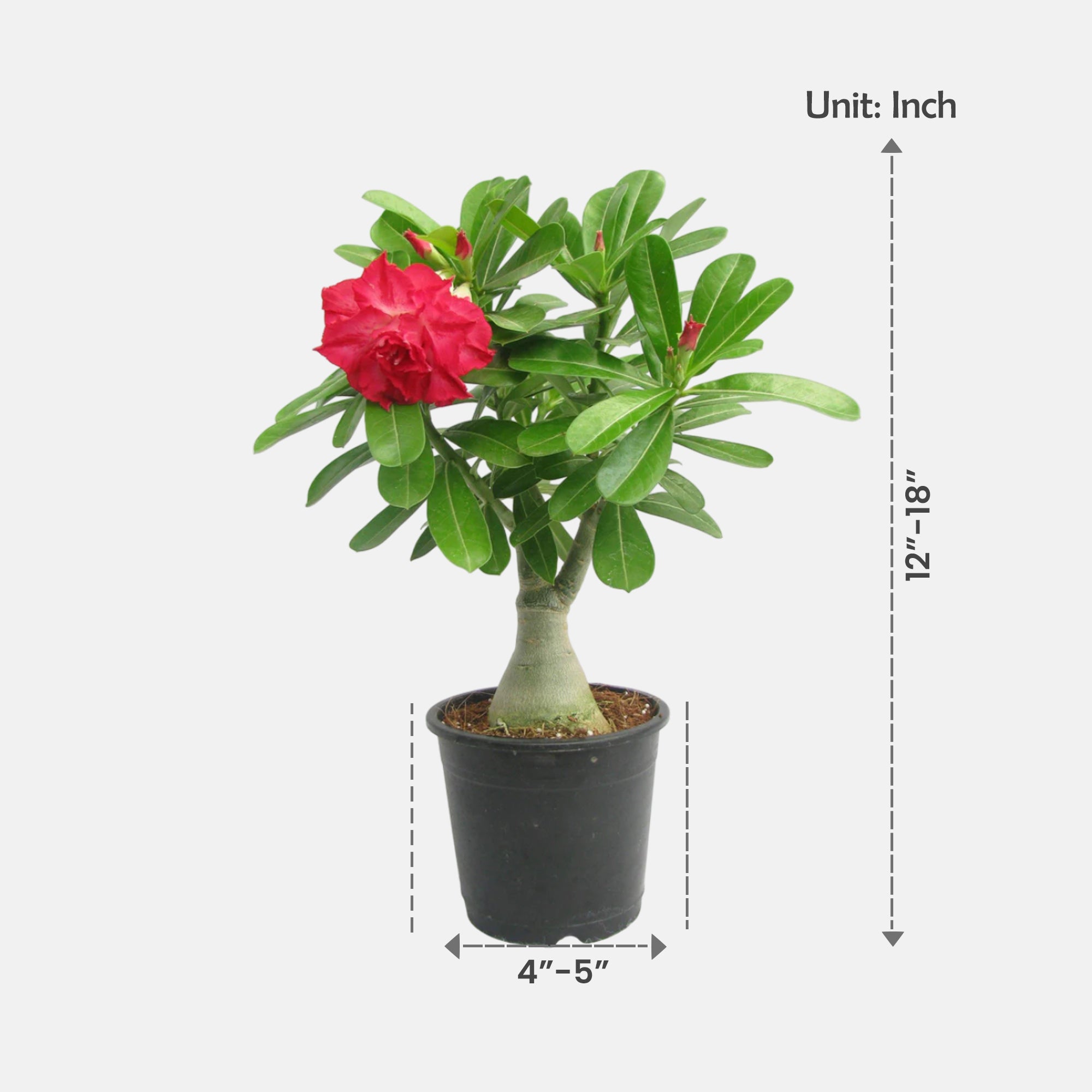 Adenium Red Double Petal Plant | Bonsai-Like Outdoor Flower Plant