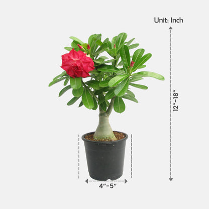 Adenium Red Double Petal Plant | Bonsai-Like Outdoor Flower Plant