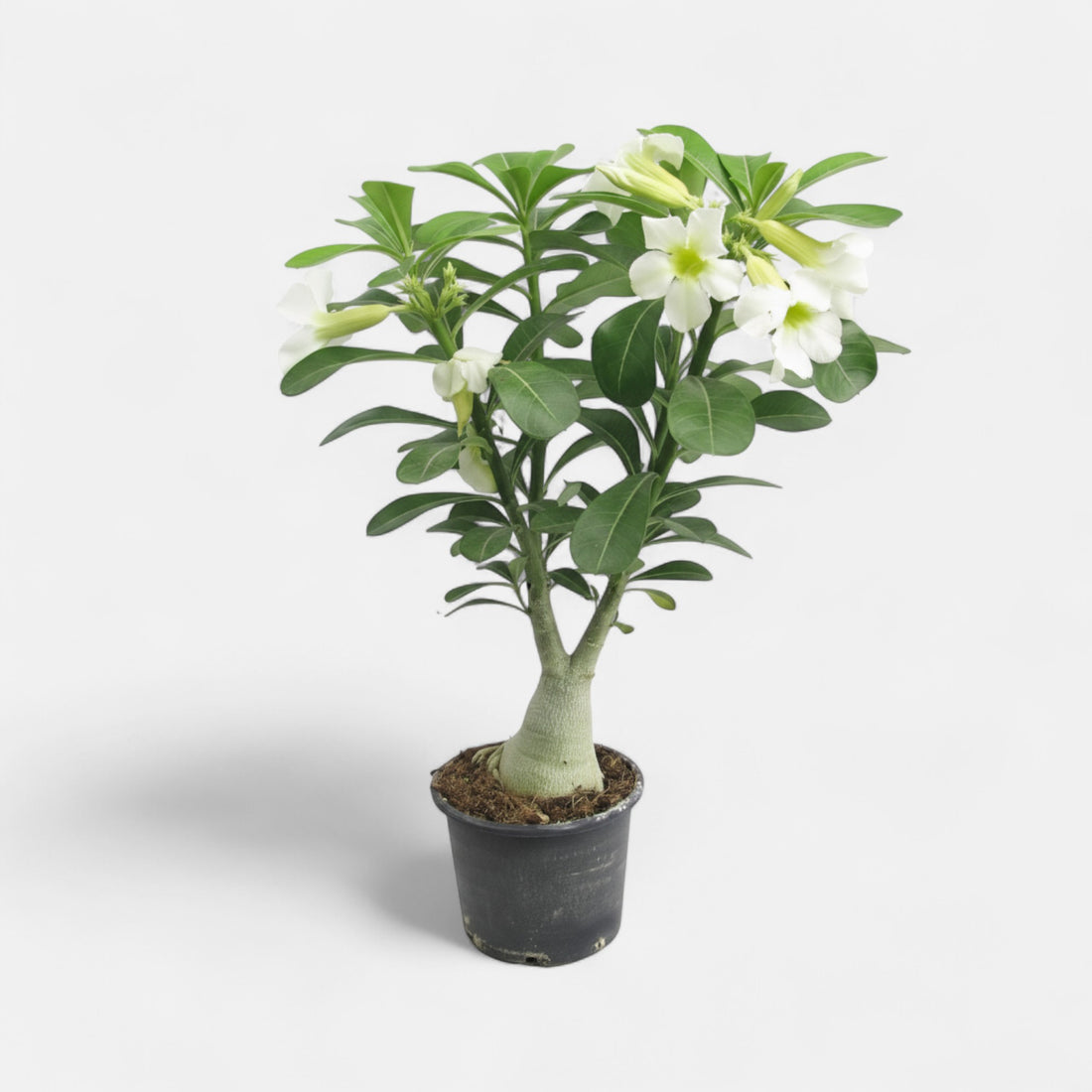 Adenium White Grafted Plant | Bonsai-Like Outdoor Flower Plant