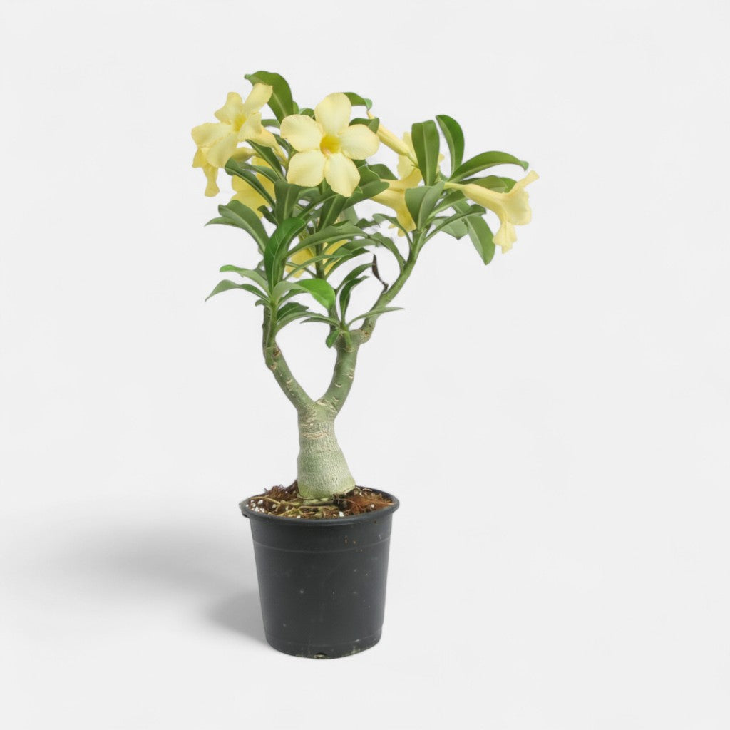 Adenium Yellow Desire Grafted Plant | Bonsai-Like Outdoor Flower Plant