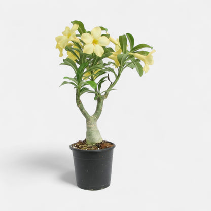 Adenium Yellow Desire Grafted Plant | Bonsai-Like Outdoor Flower Plant