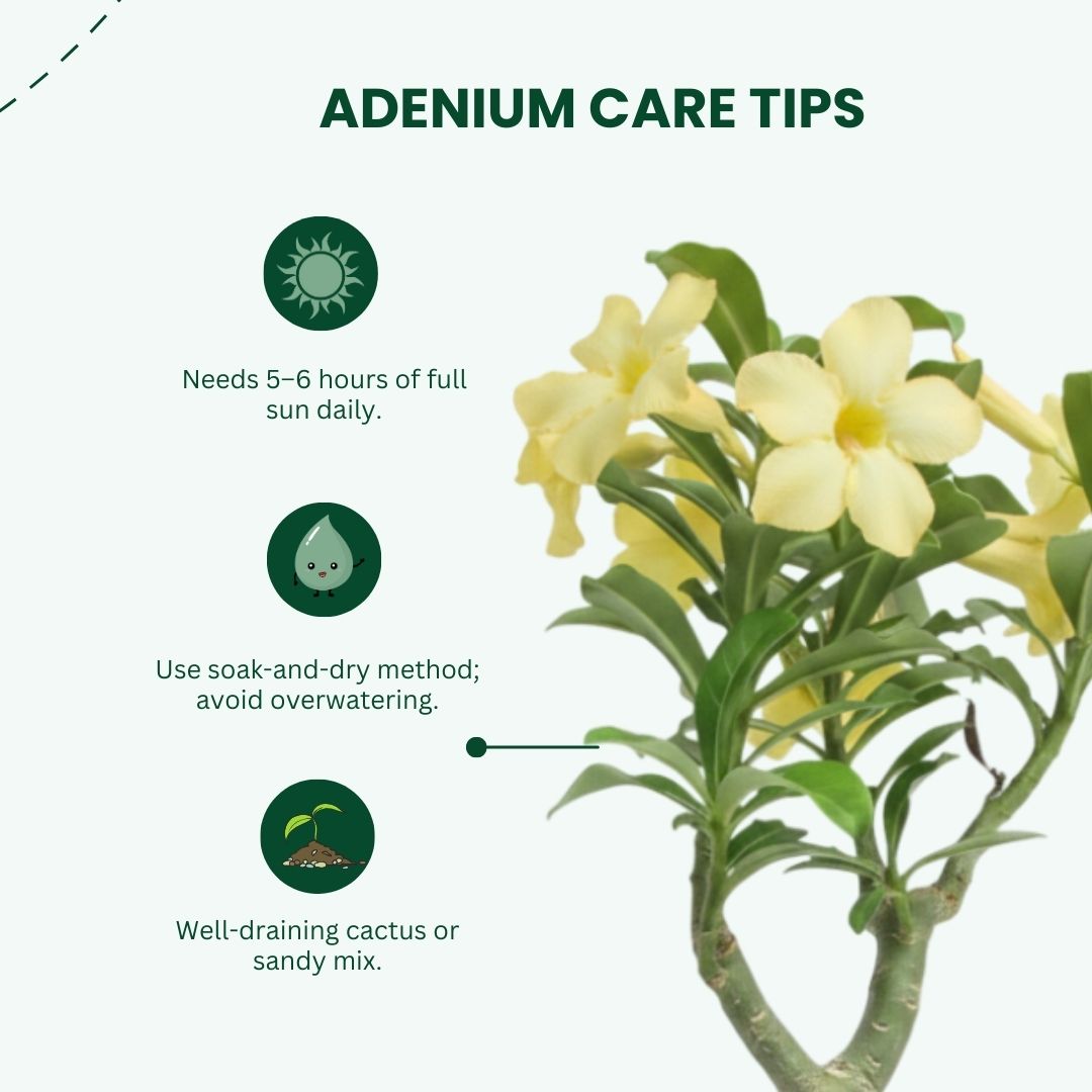 Adenium Yellow Desire Grafted Plant | Bonsai-Like Outdoor Flower Plant