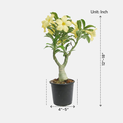 Adenium Yellow Desire Grafted Plant | Bonsai-Like Outdoor Flower Plant