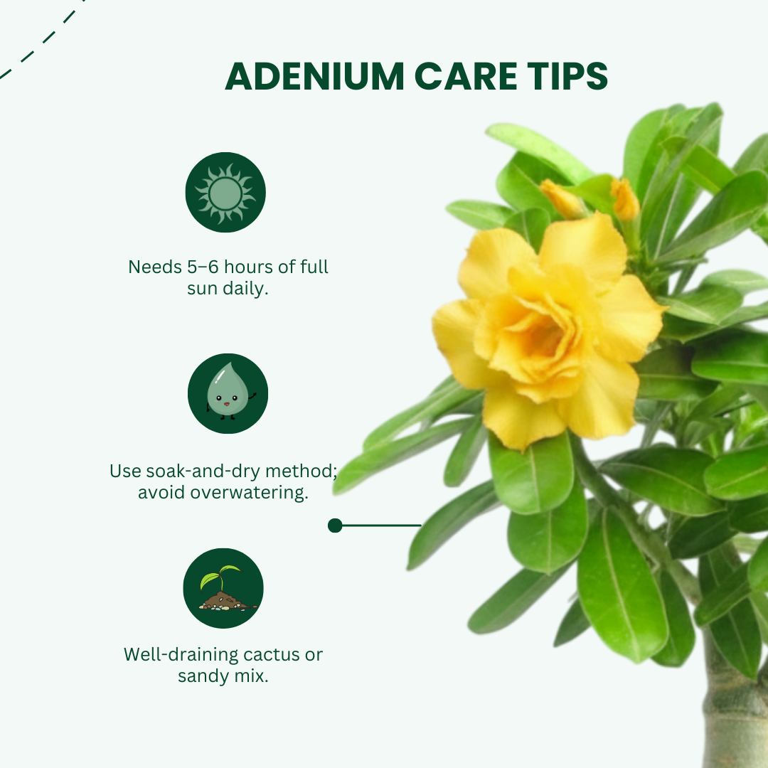 Adenium Yellow Double Petal Plant | Bonsai-Like Outdoor Flower Plant
