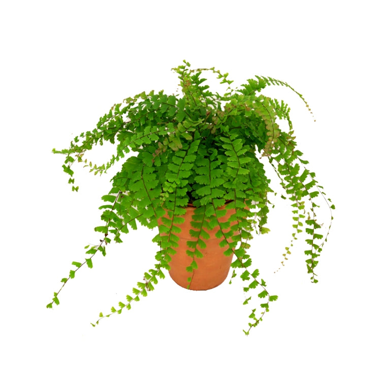 Adiantum Caudatum - Walking Fern Plant