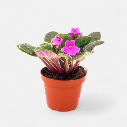 African Violet Pink Plant