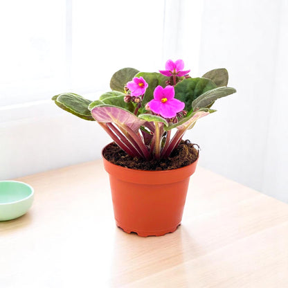 African Violet Pink Plant