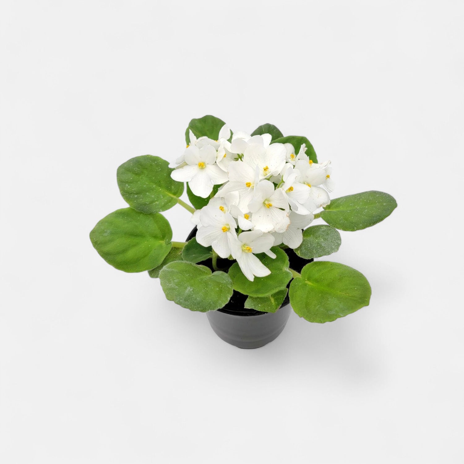 African Violet White Plant