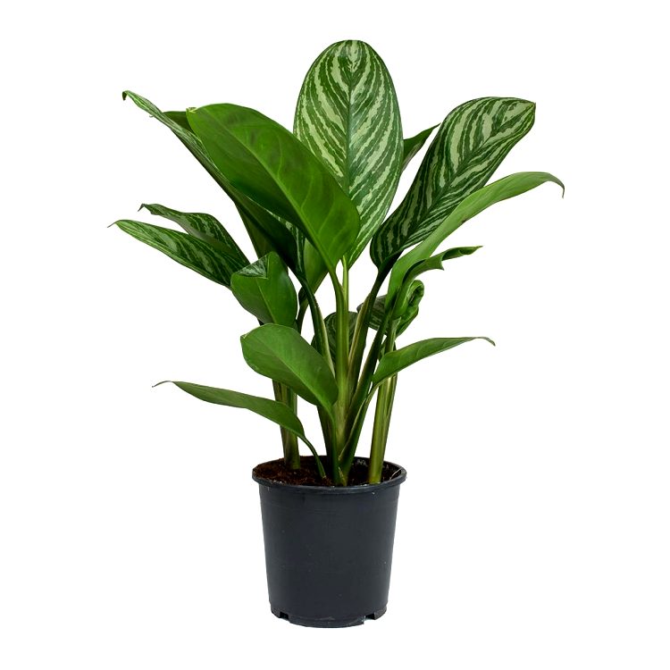 Aglaonema Silver Queen Plant - Aglaonema Stripes