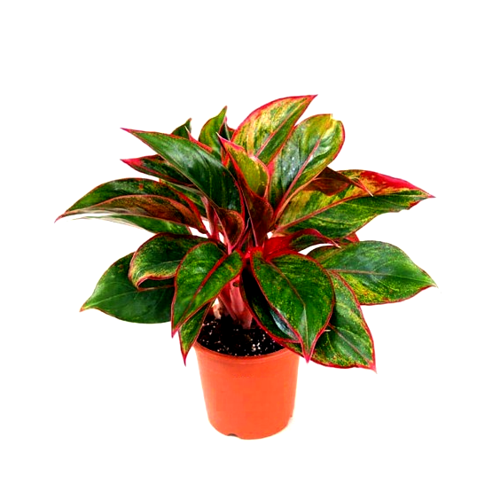 Aglaonema Lipstick Plant - Chinese Evergreen