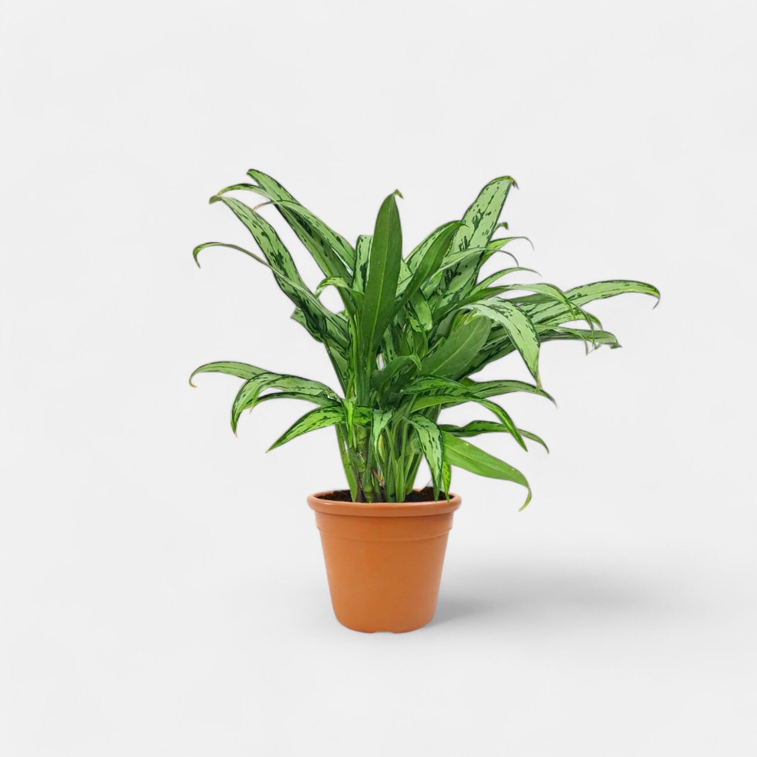 Aglaonema Cutlass Plant - Chinese Evergreen