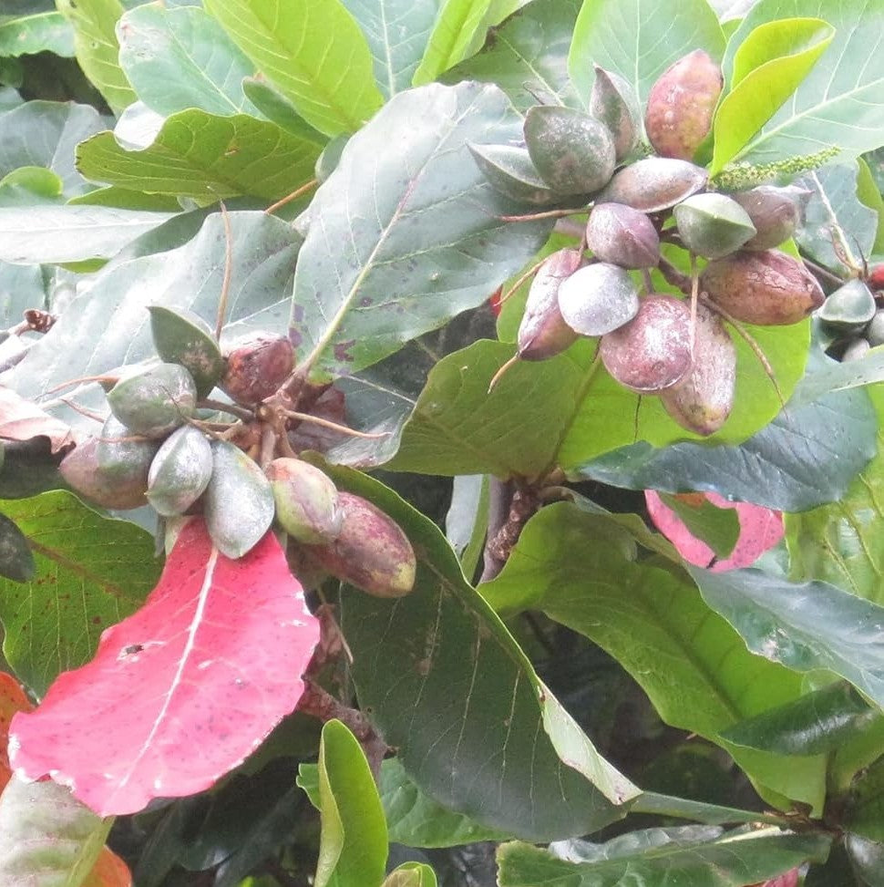 indian almond tree bonsai Buy Almond Plant