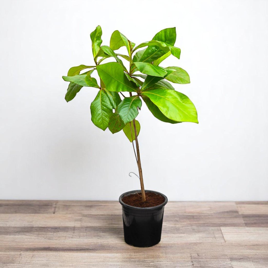 Almond Plant - India Almond Tree