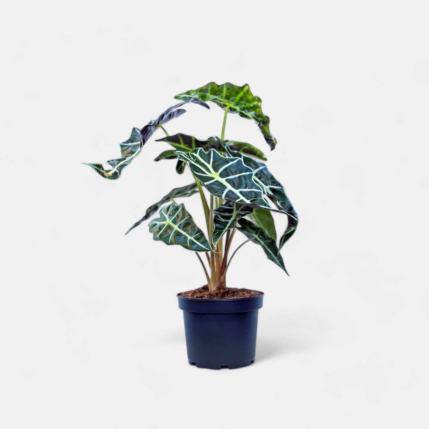 Alocasia Polly Plant - Alocasia Black