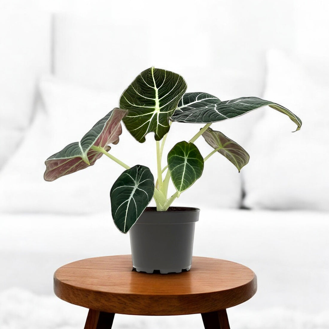 Alocasia Black Velvet Plant - Jewel Alocasia, Elephant Ear Plant