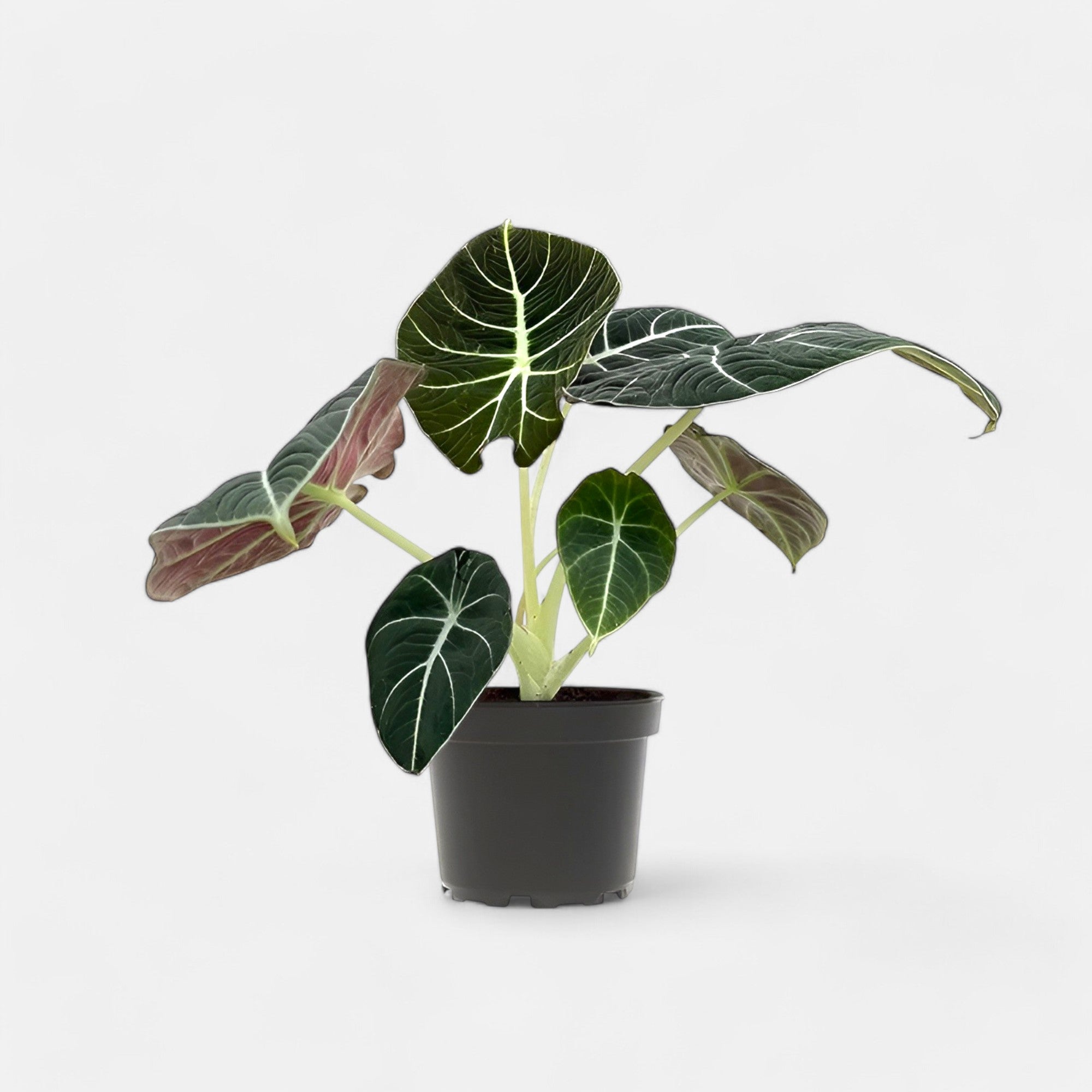 Alocasia Black Velvet Plant - Jewel Alocasia, Elephant Ear Plant