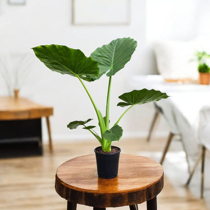 elephant ear plants online Buy Alocasia Green Plant