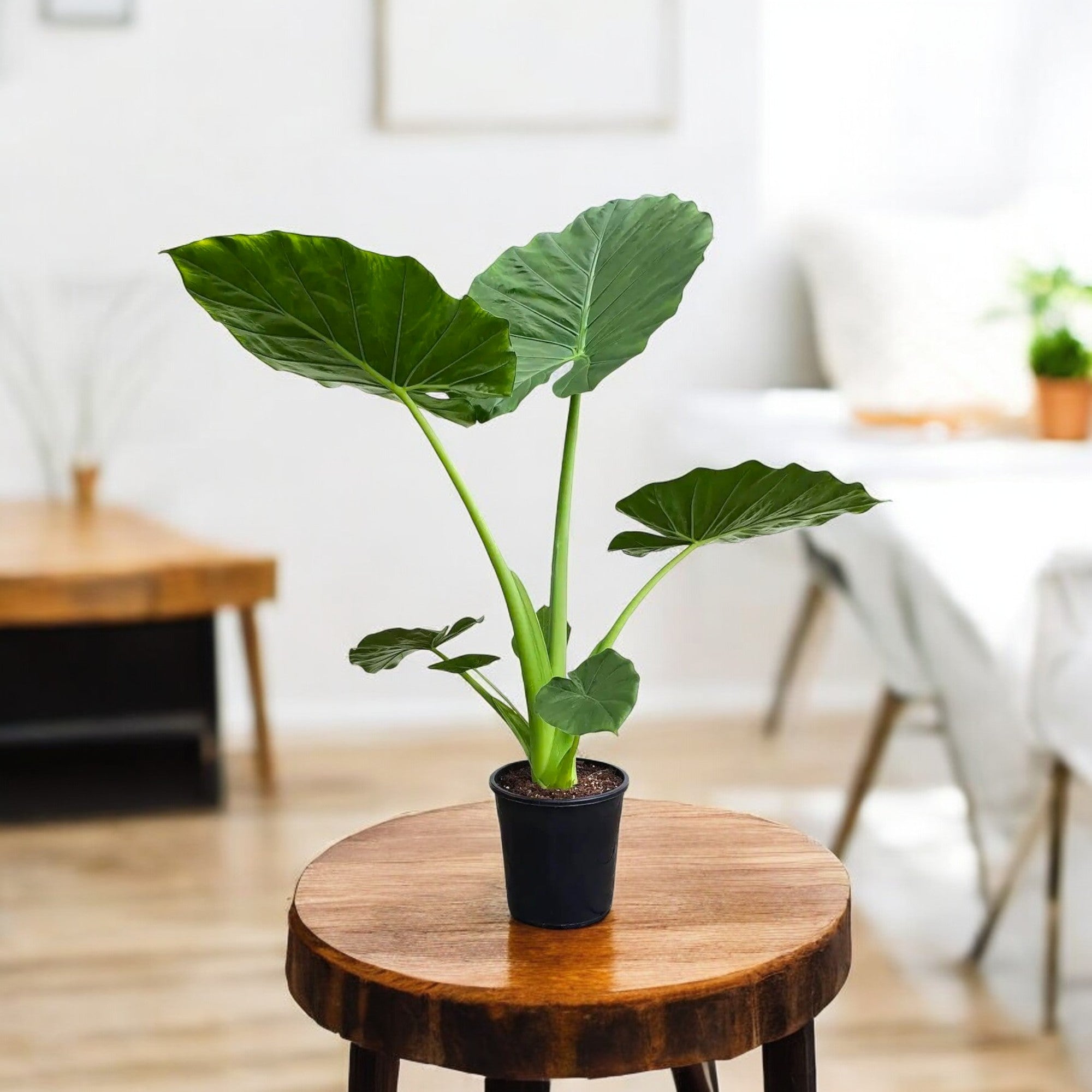 Alocasia Green Plant - Elephant Ear Plant