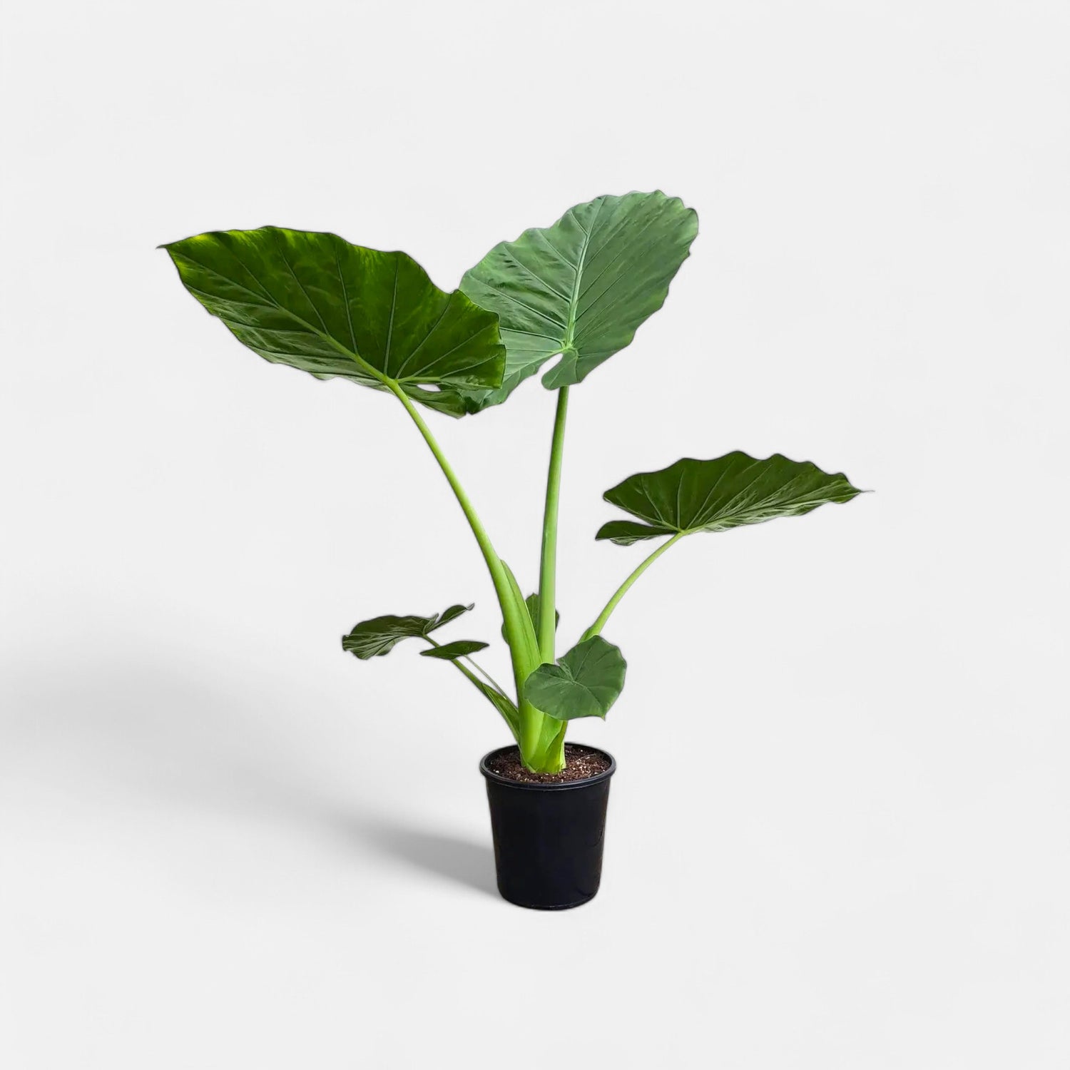 Alocasia Green Plant - Elephant Ear Plant