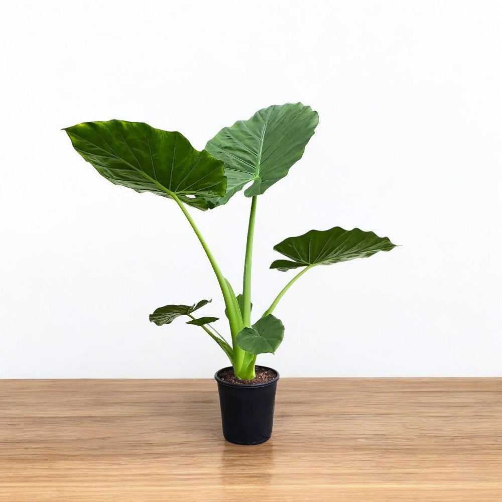 Alocasia Green Plant - Elephant Ear Plant