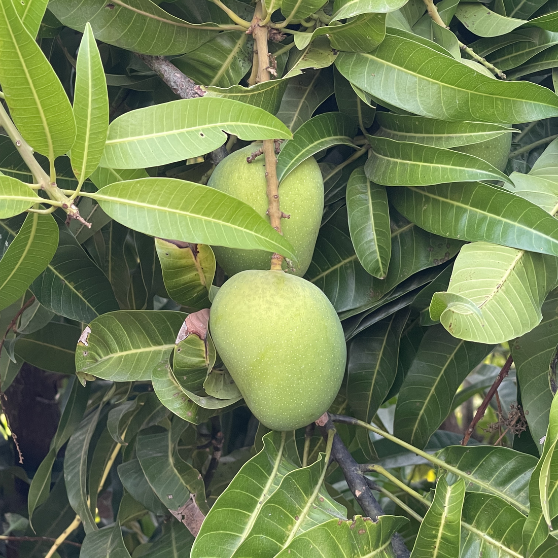 Mango Hapus Plant (Grafted) - Alphonso Plant, Ratnagiri Alphonso Tree