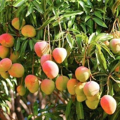 Mango Hapus Plant (Grafted) - Alphonso Plant, Ratnagiri Alphonso Tree