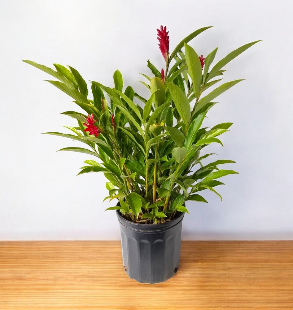 Alpinia Purpurata - Red Ginger Plant, Cone Ginger