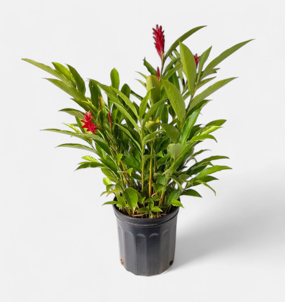 Alpinia Purpurata - Red Ginger Plant, Cone Ginger